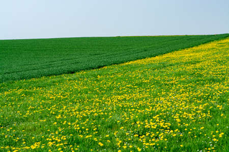 Spring fields panorama landscape with fresh green grass and buttercup yellow flowers