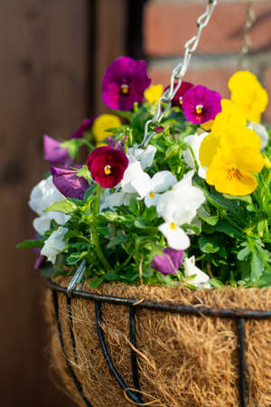 Garden decoration, colorful pansies flowers in a coconut hanging pot close upの写真素材