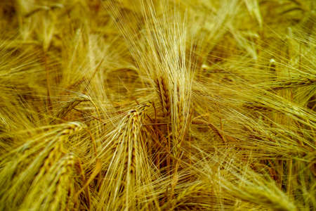 Bio farming, ripe yellow durum wheat plants growing on field, readi to harvest close up, food backgroundの写真素材