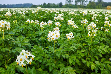 Blossoming of potato fields, potatoes plants with white flowers growing on farmers fielsの写真素材