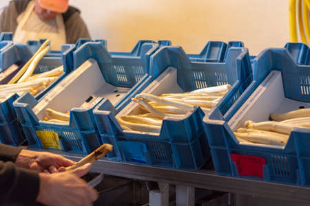Industrial processing and washing of white asparagus vegetable on agricultural farm, preparation for...