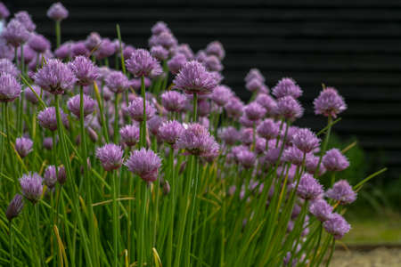 Summer blossom of chives allium plant in garden