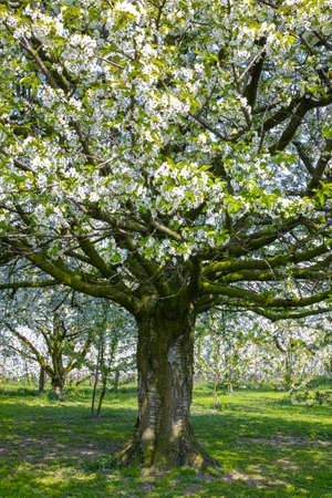 White cherry tree blossom, spring season in fruit orchards in Haspengouw agricultural region in Belgium, landscapeの写真素材