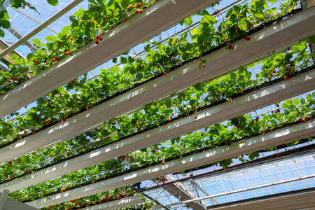 Greenhouse with rows of ripe big red strawberries plants, ready for harvest, sweet tasty organic berryの写真素材
