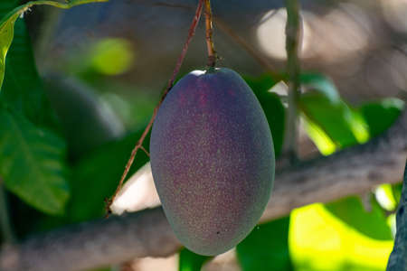 Tropical mango tree with big ripe mango fruits growing in orchard on Gran Canaria island, Spain,...