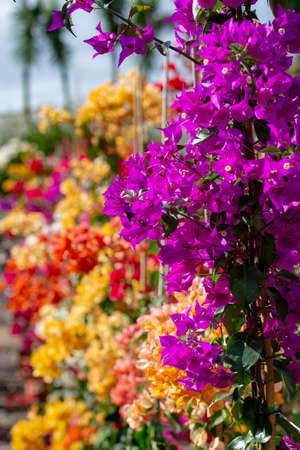 Row of ornamental plant bougainvillea with colorful flower-like spring leaves in buckets on sale in garden shop, house plant or decovative plant for gardens and parksの写真素材