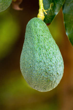Tropical avocado tree with ripe green avocado fruits growing on plantation on Gran Canaria island,...
