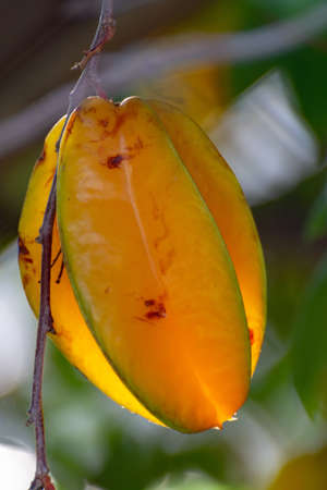 Ripe orange averrhoa carambola or star fruits growing on tree in tropical climate, ready for harvest close upの写真素材