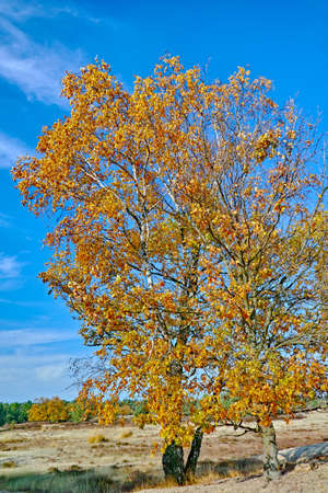 Desert landscape with yellow sand dunes, trees and plants and blue sky, National park Druinse Duinen...