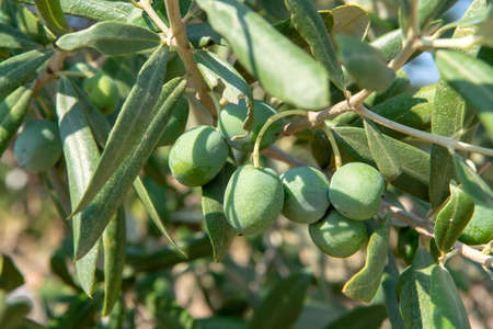 Green ripe olives growing on olive tree in gardenの写真素材