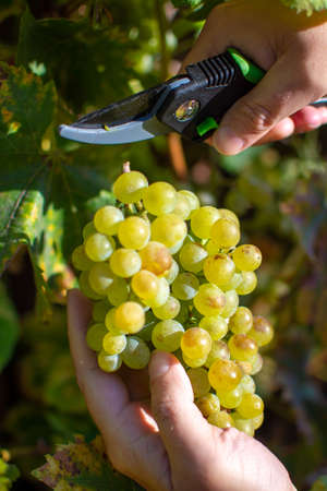 New harvest of white wine grape riesling close up