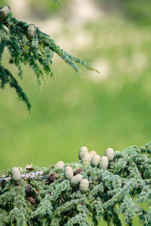 Himalayan cedar or deodar cedar tree with female and male cones, Christmas background close up copy spaceの写真素材