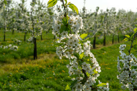 Cherry tree blossom, spring season in fruit orchards in Haspengouw agricultural region in Belgiumの写真素材