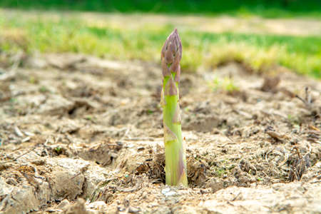 New season of green asparagus, field with growing green asparagus vegetableの写真素材