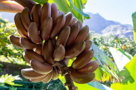 Bunch of sweet red bananas hanging on tropical banana palm tree close upの写真素材