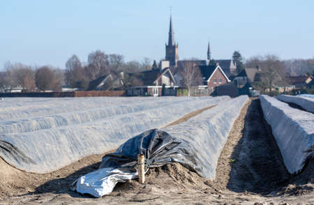 Rows on white asparagus  fields covered with plastic film, begin of new asparagus season on asparagus farm in Netherlands, spring country landscapeの写真素材