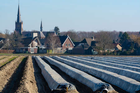 Rows on white asparagus  fields covered with plastic film, begin of new asparagus season on...
