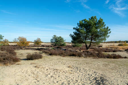 Desert landscape with yellow sand dunes, trees and plants and blue sky, National park Druinse Duinen in North Brabant, Netherlandsの写真素材