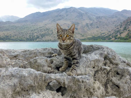 Young cat sitting on stone near Kournas Lake, freshwater lake in Crete, Greece close up