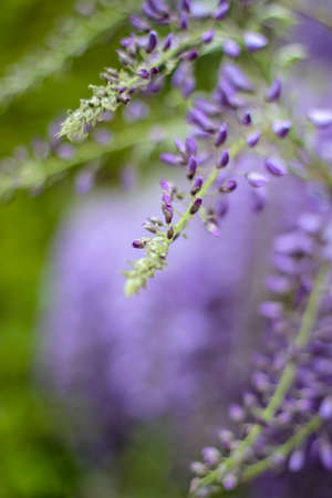 Spring blossom of purple wisteria plant close upの写真素材