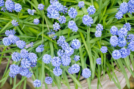 Blossom of early spring garden flowers blue Muscari close up