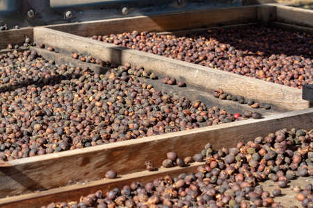 Traditional method of drying mature organic coffee beans on  open grid outside in sun lights, bio...