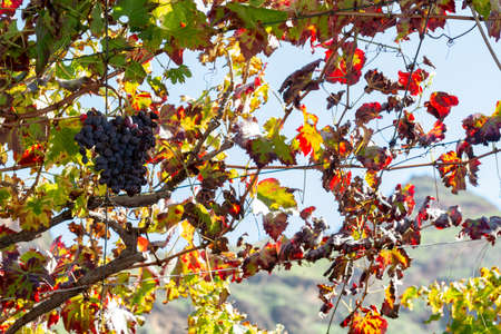 Bunches of ripe red table grapes hanging on old grape plants in autumn, ready for harvest