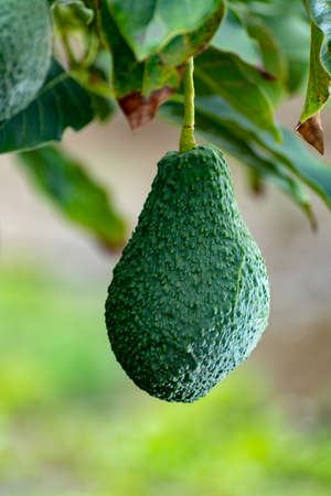 Tropical avocado tree with ripe green avocado fruits growing on plantation on Gran Canaria island, Spain, ready for seasonal harvestの写真素材