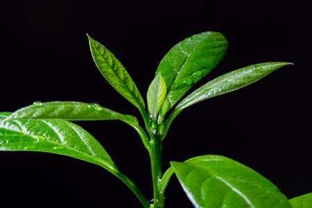 Young green avocado plant on black background, green planet eco concept, copy space close up
