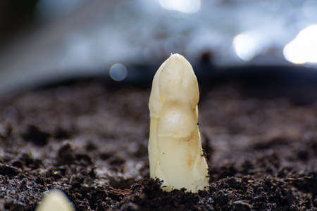New spring season of white asparagus vegetable on field ready to harvest, white head of asparagus...