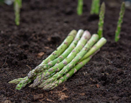 New harvest of green asparagus vegetable in spring season, green asparagus growing up from the ground on farm close upの写真素材