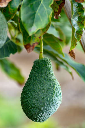 Tropical avocado tree with ripe green avocado fruits growing on plantation on Gran Canaria island,...
