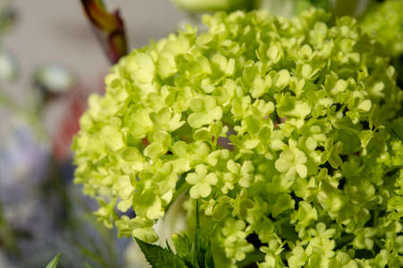 Floral background with colofrul fresh close up flowers in bouquet, macro photo