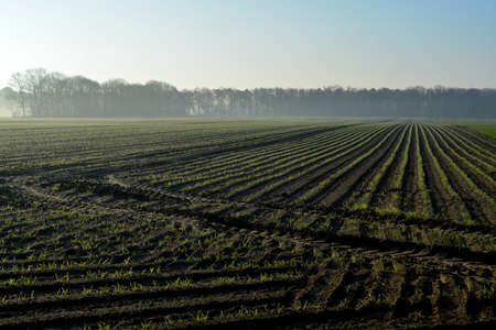 Morning spring landscape with newly plowed field with young corn sprounts, farmland in  Netherlands...
