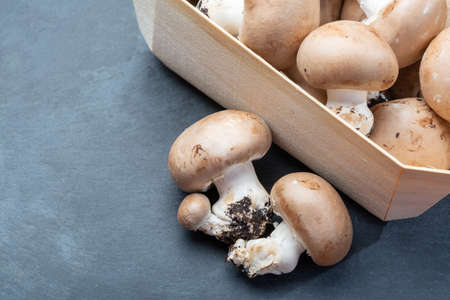 Fresh organic brown chestnut champignons mushrooms with foot from underground caves in Belgium