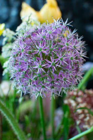 Designer bouquet with big lilac onion flower close up