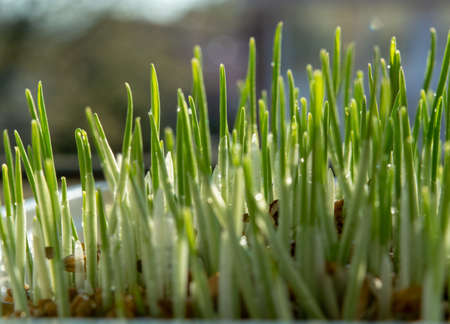 Young growing green sprouts of cat grass, Dactylis glomerata, close up