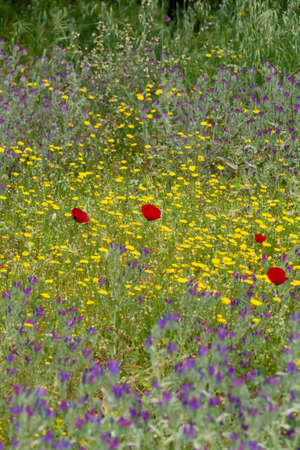 Colorful floral background, meadow with wild purple, yellow and red poppy flowers, wallpaperの写真素材