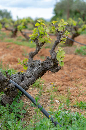Old trunks and young green shoots of wine grape plants in rows in vineyard in spring, wine production in Greeceの写真素材