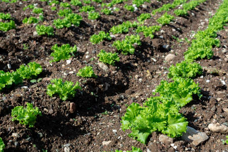 Farm field with rows of young fresh green salad lettuce plants growing outside under greek sun,...