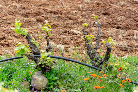 Old trunks and young green shoots of wine grape plants in rows in vineyard in spring, wine...