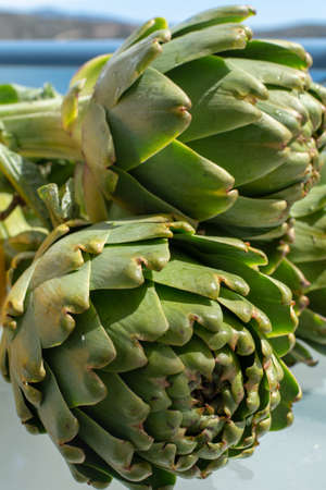 Heads flowers of fresh raw green artichokes plants from artichoke plantation, new harvest in Argolida, Greece, ready to cook with fresh lemonの写真素材