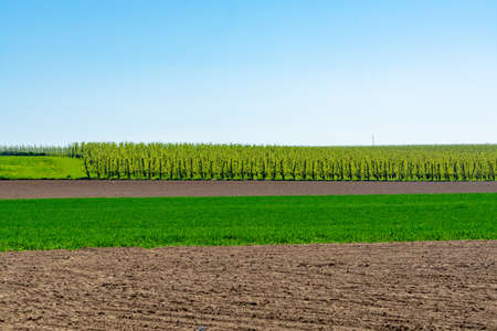Spring landscape with farmers plowed fields, green grass, fruit trees orchards and blue sky, nature backgroundの写真素材