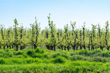 Rows of pear trees in orchard, fruit region Haspengouw in Belgium, fruit plantation background