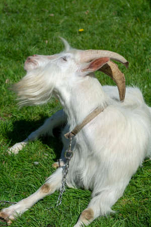 Big white goat with beard resting on green grass close upの写真素材