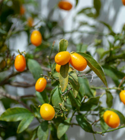 Ripe yellow kumquat citrus fruits on tree ready to harvest close upの写真素材