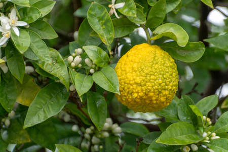 Citrus fruits of sour orange bergamot riping on blossoming thee close upの写真素材