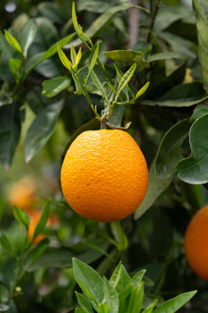 Orange citrus fruit plantations on Peloponnese, Greece, new harvest of sweet juicy orangesの写真素材