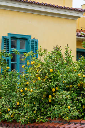 Ripe yellow lemons, tropical citrus fruits hanging on lemon trees in garden witn view on house and blue window in rainy dayの写真素材