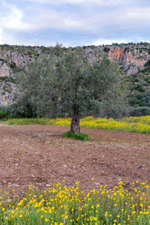 Countryside landscape with olive trees grove in spring season with colorful blossom of wild flowersの写真素材